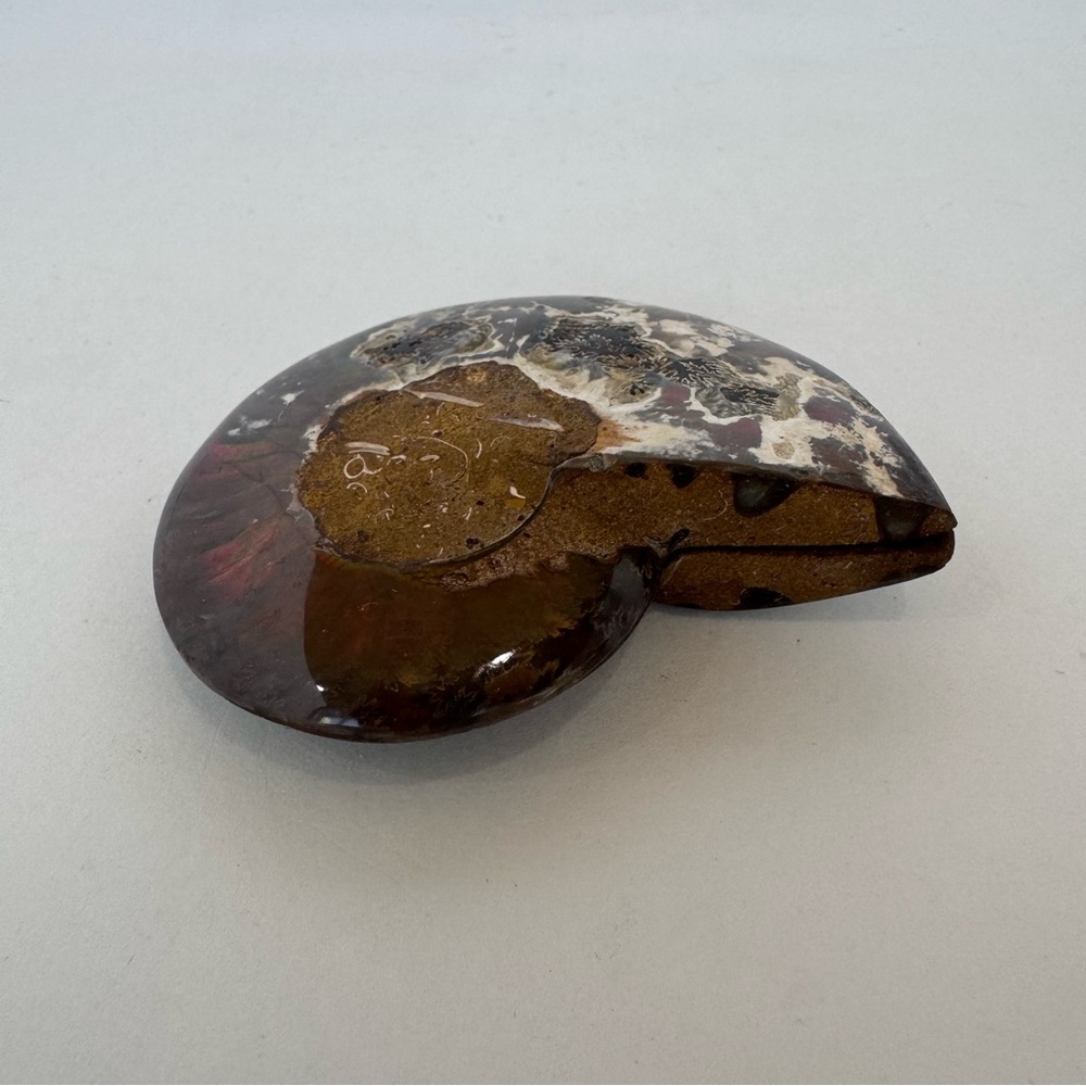 Large Matching Pair of Iridescent Polished Ammonite Fossils from Morocco - Picture 7 of 16